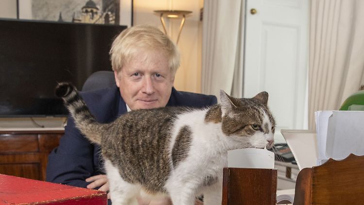 Larry ist die offizielle Katze des britischen Regierungssitzes.