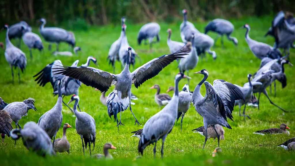 Mecklenburg-Vorpommern-liegt-auf-dem-Durchzugsgebiet-der-Kraniche-in-ihre-Winterquartiere