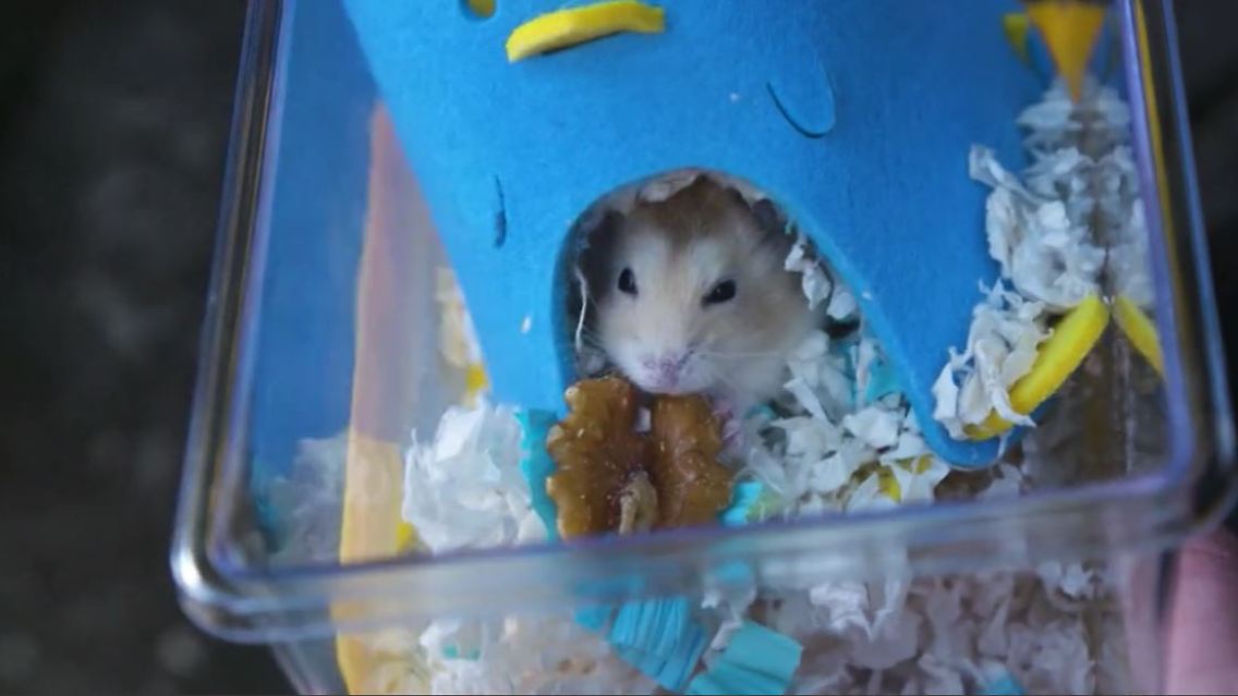 hamster.JPG