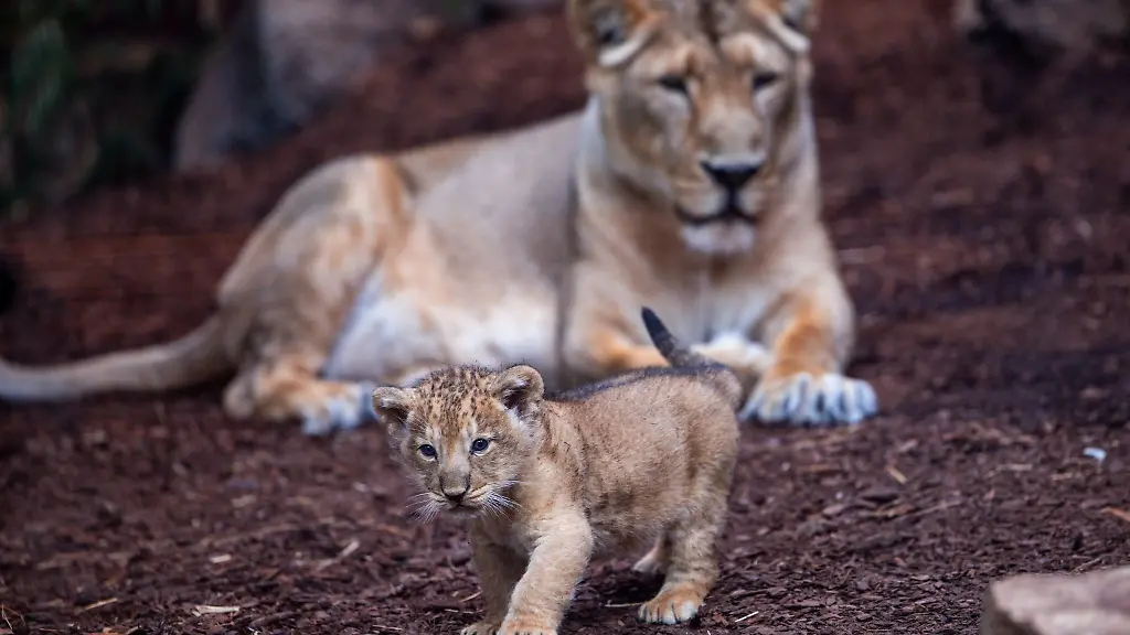 Der-am-31-Juli-geborene-kleine-Kater-ist-das-achte-Mitglied-des-Rudels-Asiatischer-Loewen-im-Schweriner-Zoo