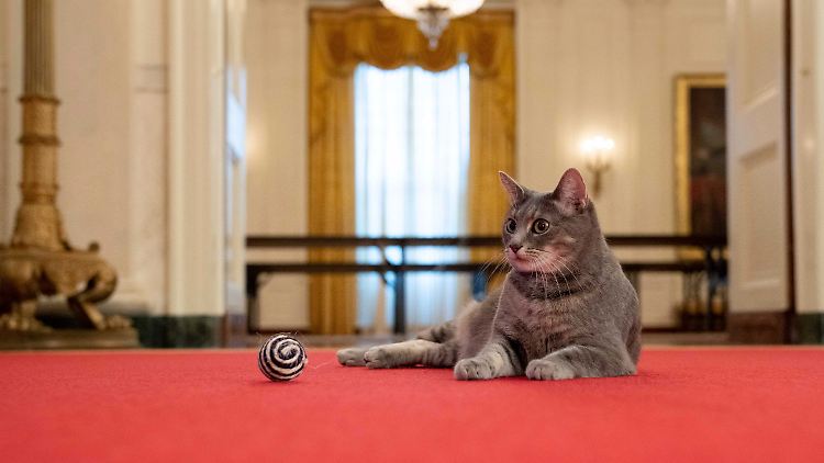 Willow lebt sich gerade im Weißen Haus ein.