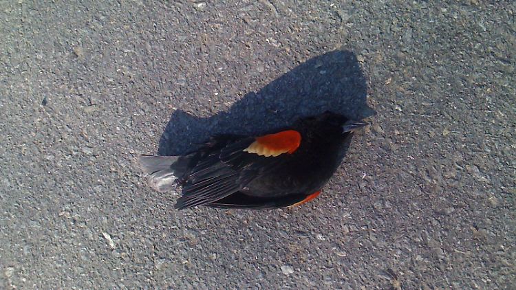 Eine tote Schwarzdrossel liegt auf der Straße in Beebe in Arkansas.