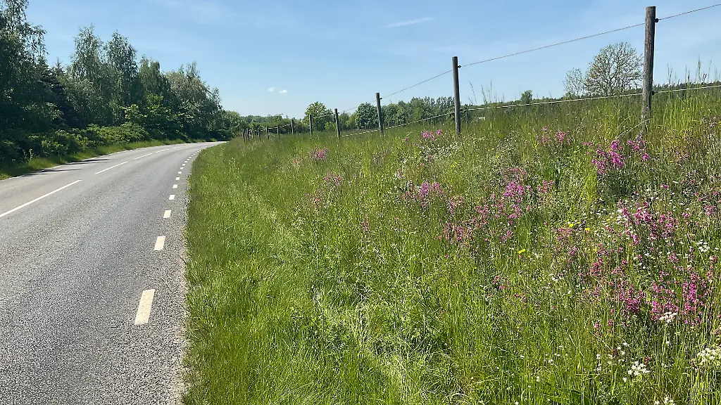 BluetenreicherStrassenrand-ccSvenjaHorstmann