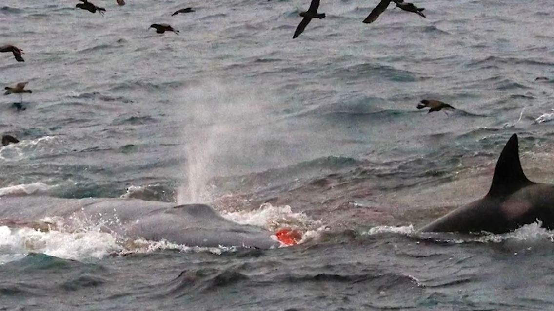 Orca_Blauwal.JPG