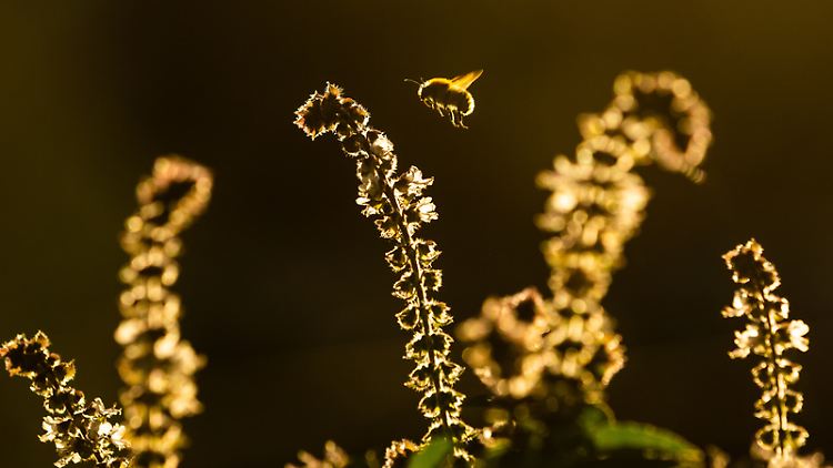 Wer Insekten ein Zuhause bietet, bekommt ihre Hilfe bei der Gartenarbeit.