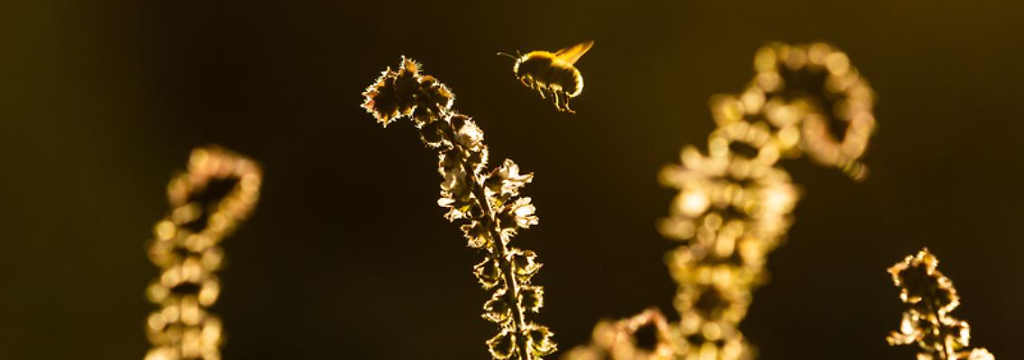 insekten.jpg