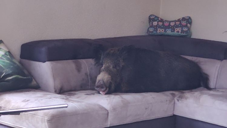 Auch farblich fügte sich das Wildschwein in die Wohnzimmergarnitur ein.
