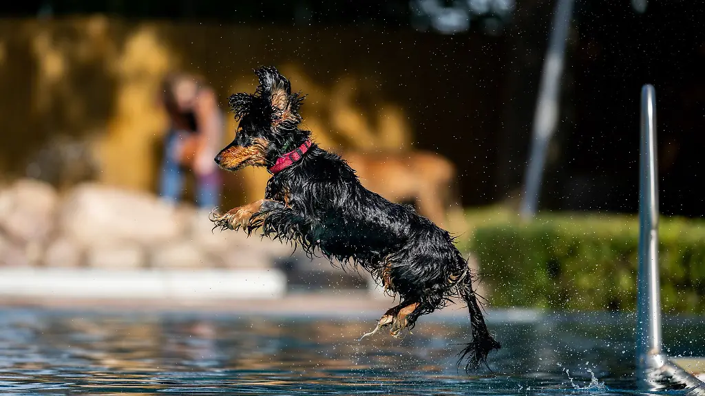 Etwa-95-Hunde-sprangen-im-Freibad-Waltershausen-ins-kuehle-Nass