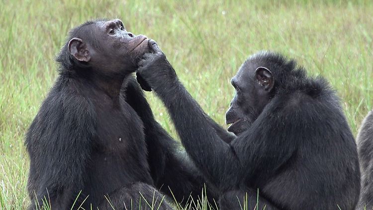 Roxy und Thea aus der Gemeinschaft von etwa 45 Schimpansen, die im Loango-Nationalpark in Gabun leben. 
