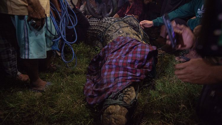 Endlich: Nach sechs Jahren hat das Krokodil auf Sulawesi seine Zwangsjacke abbekommen.
