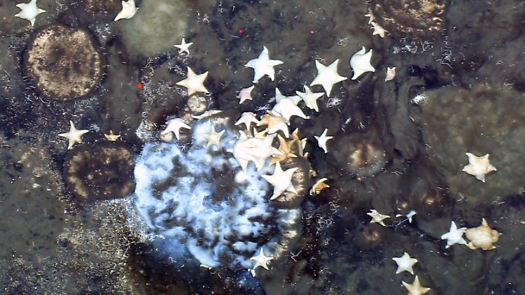 Das überraschend reiche und dicht besiedelte Ökosystem liegt in der arktischen Tiefsee auf den Gipfeln erloschener Unterwasservulkane.