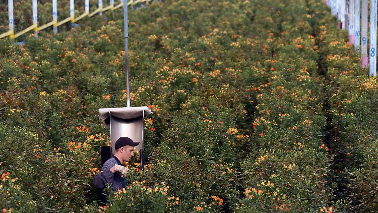 Auch Rosen sollen dieses Jahr wegen pandemiebedingter Einschränkungen im Luftverkehr mehr kosten.