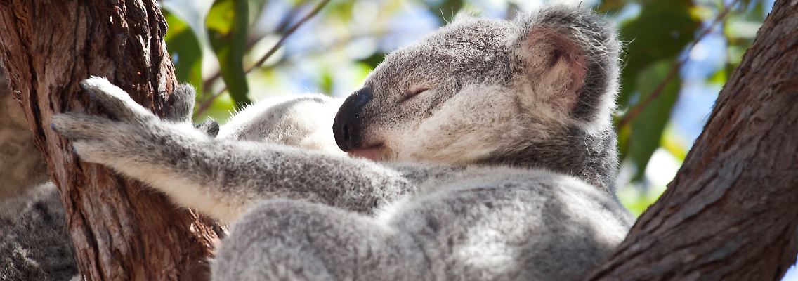 Da Koalas tagsüber in Bäumen schlafen, verbrannten sie zu Zehntausenden bei den schlimmen Bränden.