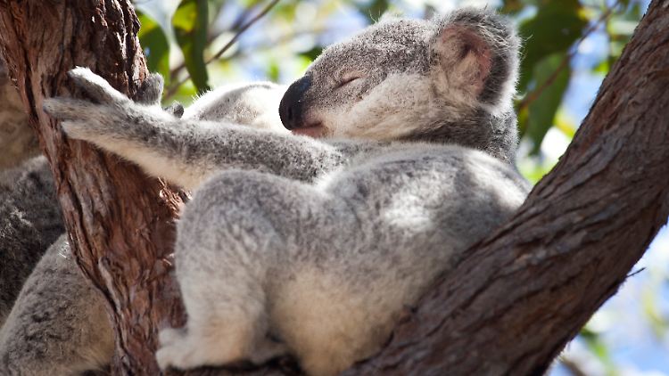 Da Koalas tagsüber in Bäumen schlafen, verbrannten sie zu Zehntausenden bei den schlimmen Buschfeuern, die zwischen August 2019 und März 2020 in Australien wüteten. 