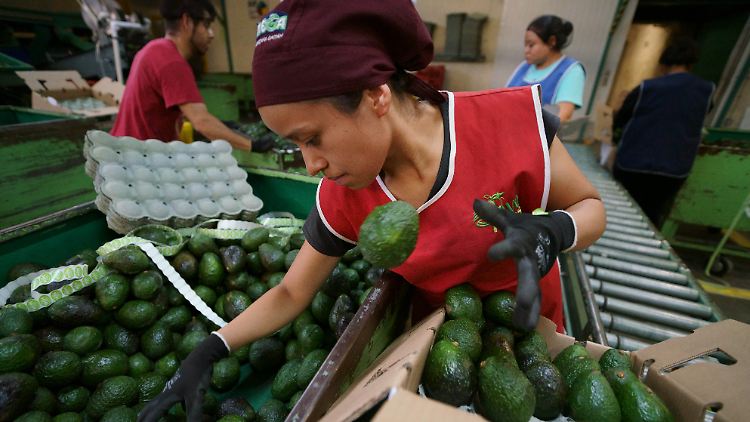 Mexiko ist der weltgrößte Avocado-Produzent.