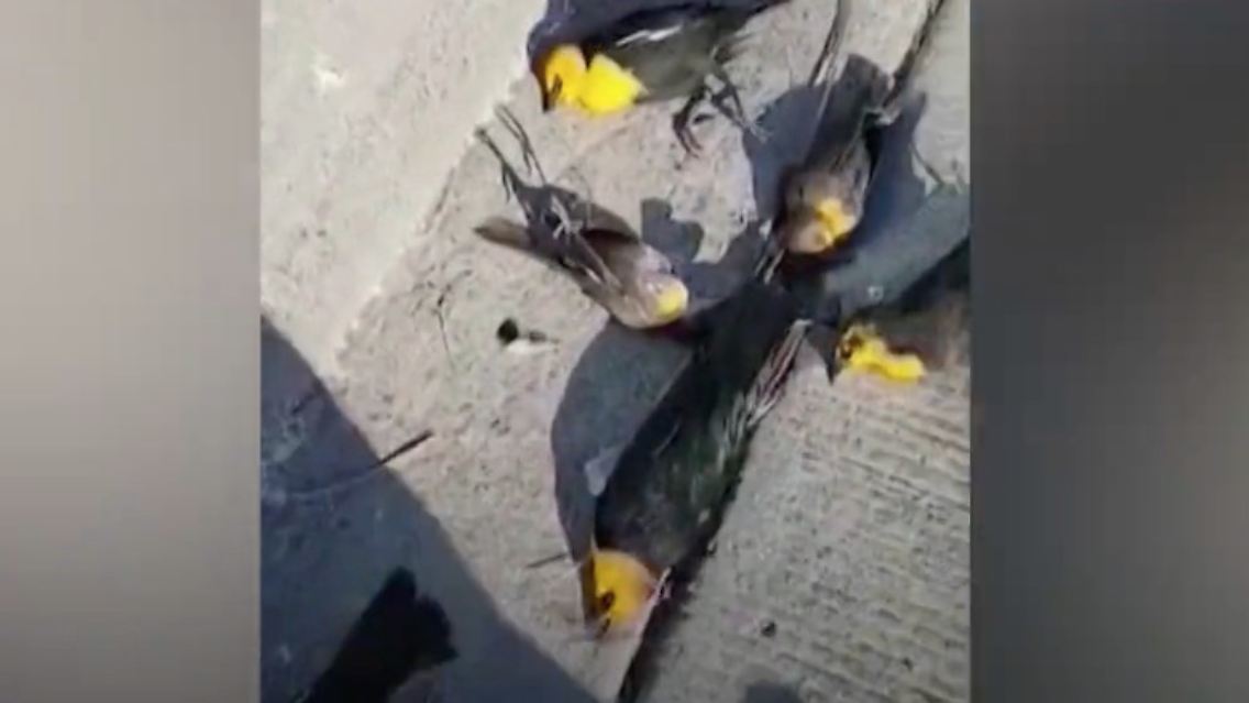 vögel.jpg