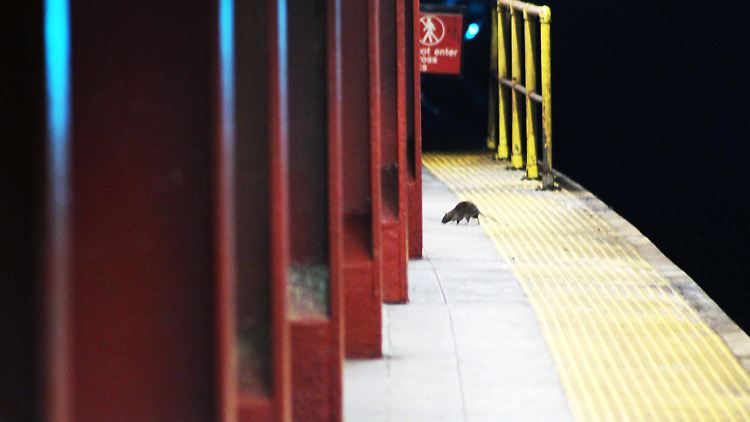 Sind Ratten für die rätselhafte Entdeckung in New York City verantwortlich?
