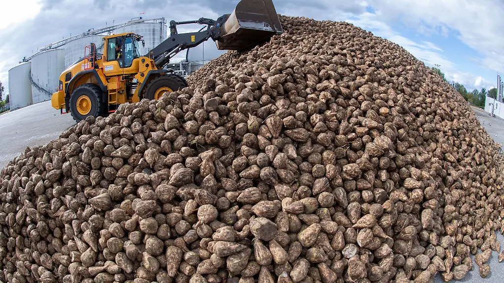 Mit-der-Anlieferung-der-ersten-Zuckerrueben-ist-in-Anklam-die-mehrmonatige-Verarbeitungsphase-gestartet