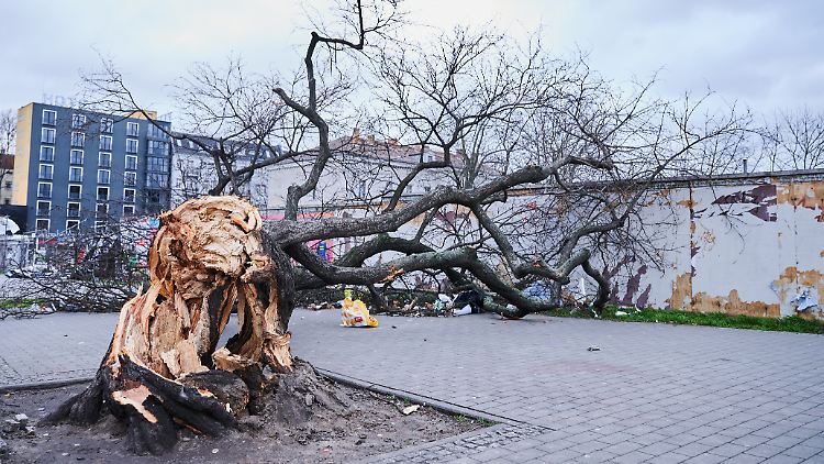 In Berlin-Friedrichshain hat "Zeynep" diesen Baum in die Knie gezwungen.