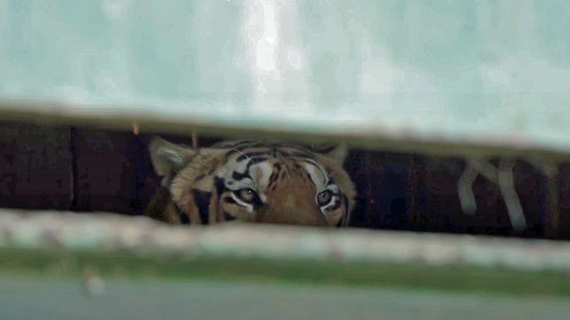 tiger.jpg