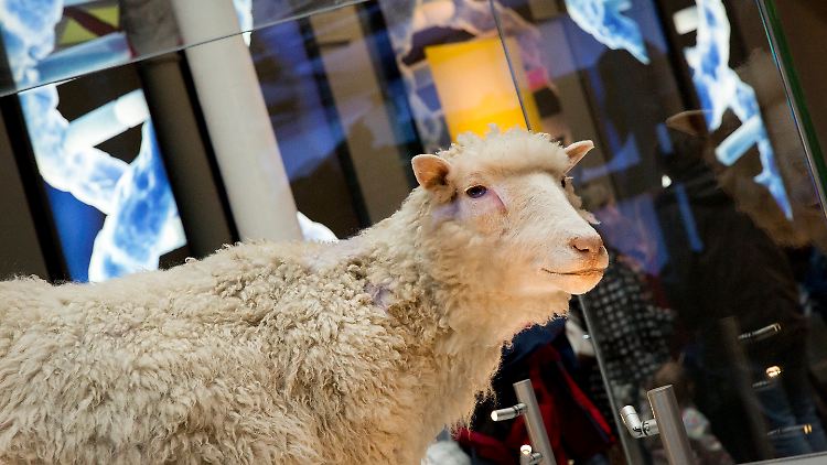 Dolly steht heute ausgestopft im Museum.