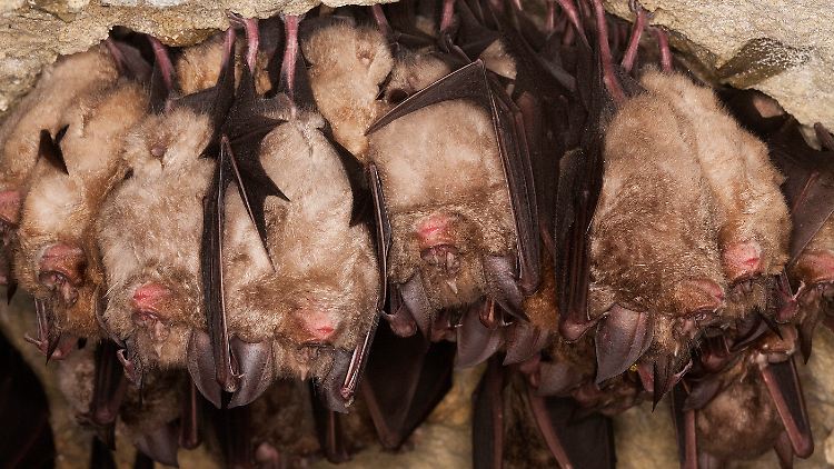 Die untersuchten Fledermäuse stammten alle aus der Gruppe der Hufeisennasen.