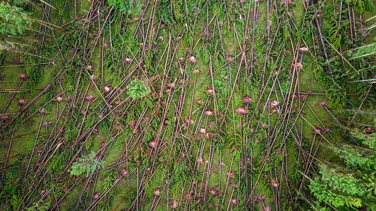 Entwurzelte und angebrochene Bäume: Die derzeitigen Stürme treffen auf einen bereits sehr geschädigten deutschen Wald.
