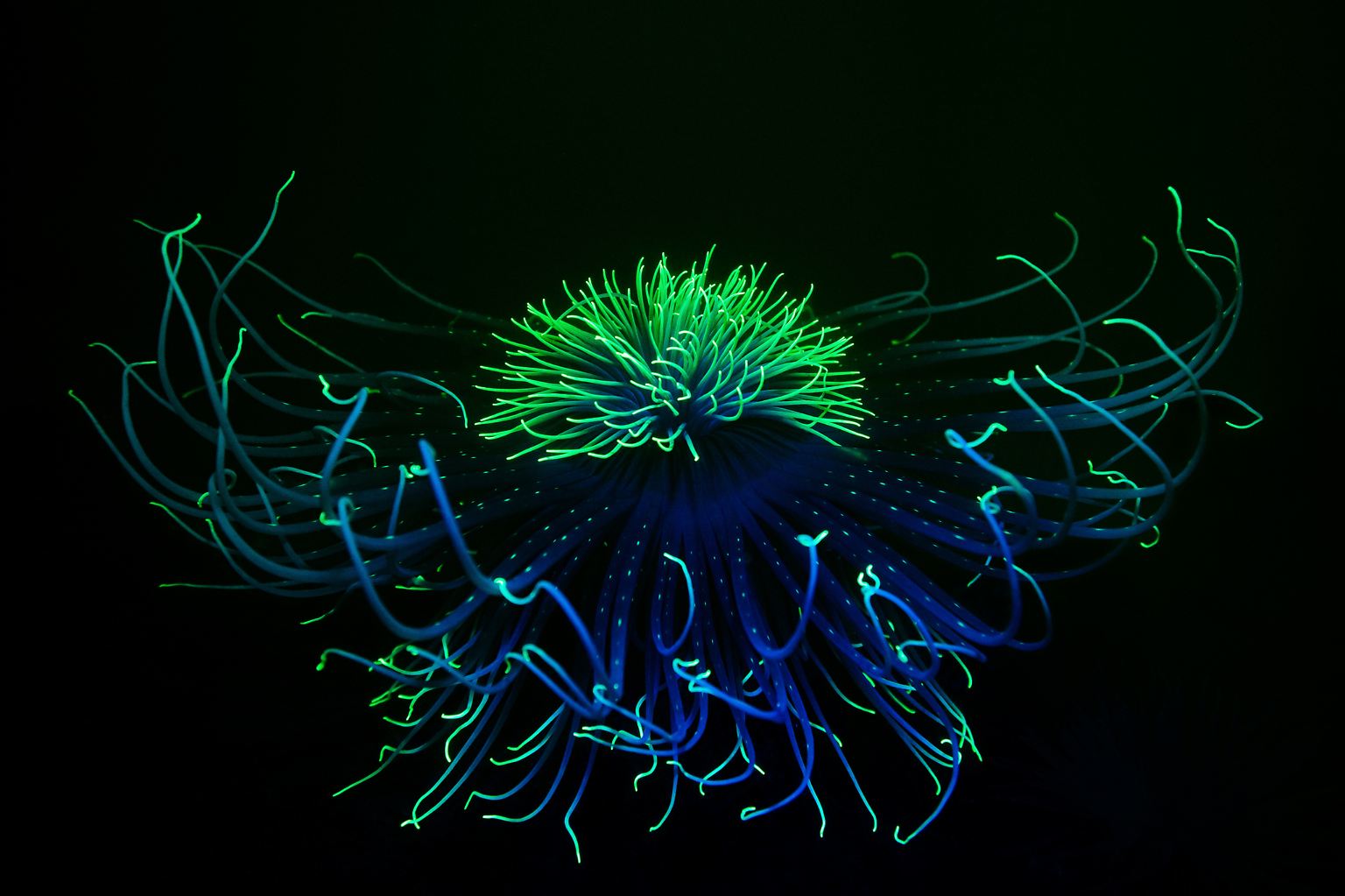 Unter Wasser lassen sich faszinierende Szenen zum Schmunzeln und Staunen beobachten, das zeigen auch in diesem Jahr wieder die Gewinnerbilder des Wettbewerbs "Underwater Photographer of the Year 2022". Da ist zum Beispiel diese unter blauem Licht fluoreszierende Feuerwerksanemone, ...