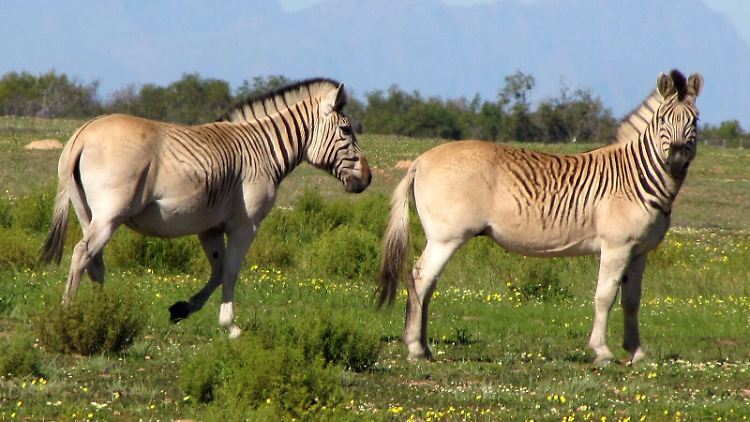 Zwei nahezu streifenlose Rau-Quaggas stehen auf einem Feld.