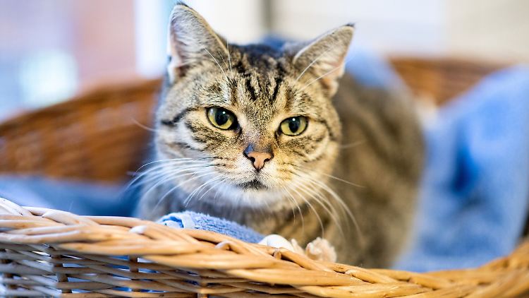 Katzen können sich beim Menschen anstecken - aber offenbar das Virus auch an diesen weitergeben.