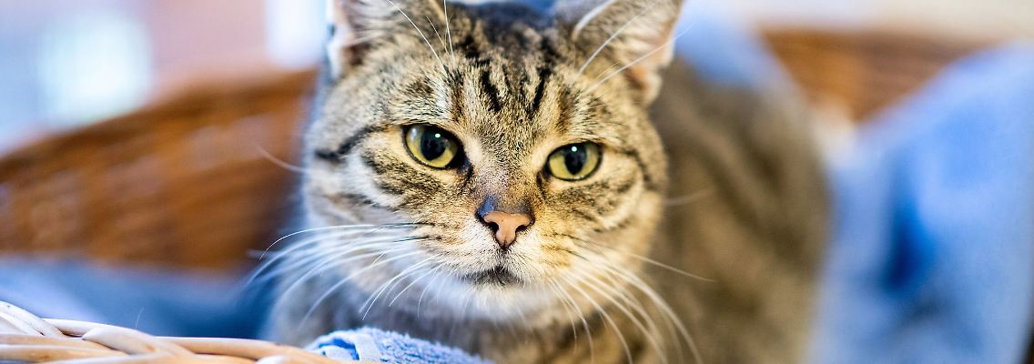 Das beliebteste Haustier in Deutschland ist mit großem Abstand die Katze.