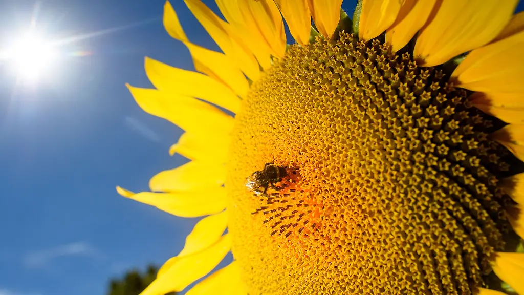 Der-Hochsommer-Sachsen-Anhalt-haelt-noch-am-Wochenende