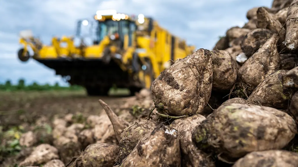Trotz-spaeter-Aussaat-erwartet-die-Landwirtschaftskammer-Niedersachsen-eine-gute-Erntebilanz-bei-den-Zuckerrueben