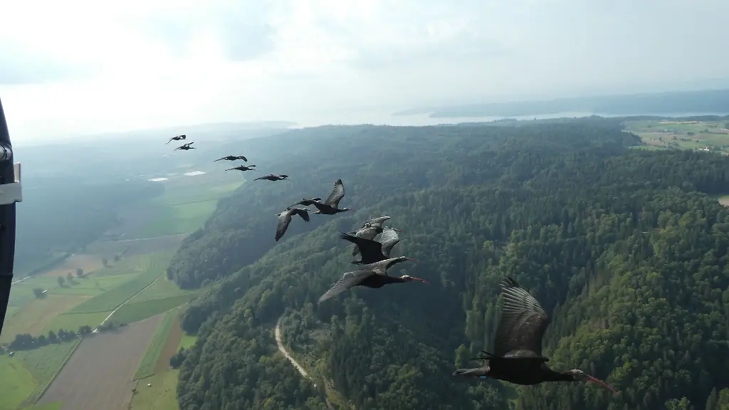 Den-in-Zoos-geschluepften-jungen-Zugvoegeln-muss-die-Route-ins-Winterquartier-in-Andalusien-gezeigt-werden