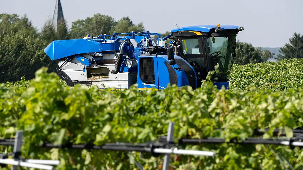 In-Rattey-im-Suedosten-Mecklenburg-Vorpommerns-startet-die-Weinlese