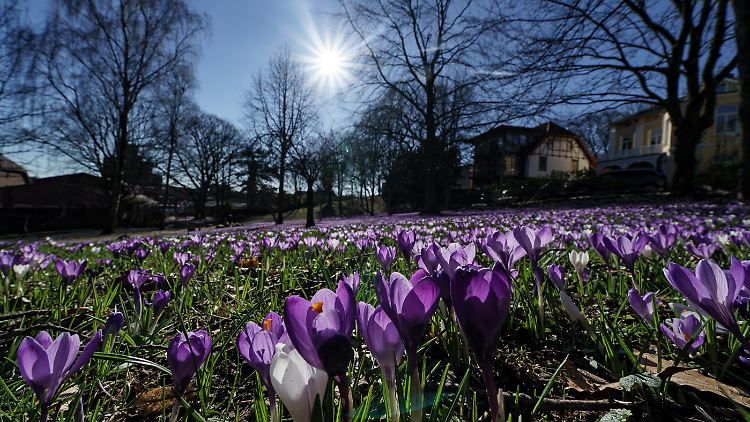 Die Sonne lockt Krokusse, wie hier in Eckernförde, hervor.