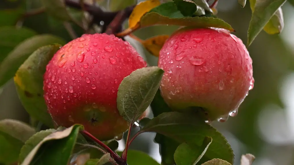 Vermarktbare-Tafelaepfel-sind-in-diesem-Jahr-Mangelware