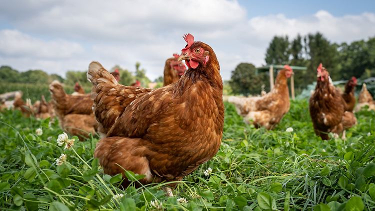 Das Brustbein schließt den Körper der Legehennen zum Bauch hin ab. Leider weist es vor allem in Haltesystemen mit viel Platz häufig Brüche und Risse auf.