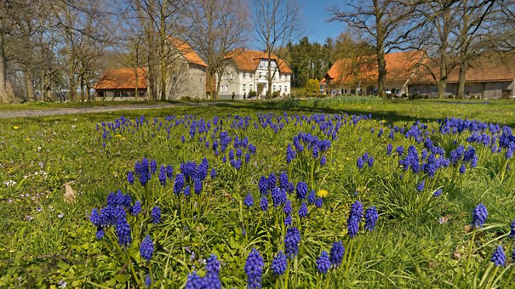 Traubenhyazinthen gehören zu den Frühblühern. Doch viele zeigen ihre Blüten bereits im späten Winter.