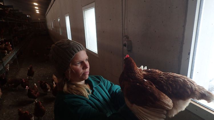 Ob die Tiere sich das Brustbein gebrochen haben, können Profis wie Lisa Jung mit den Händen fühlen.