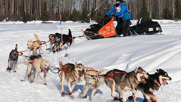 Nach einer coronabedingt verkürzten Version letztes Jahr findet das Schlittenhundrennen Iditarod 2022 wieder in Originalform statt: 1800 Kilometer Strecke quer durch die Wildnis von Alaska.