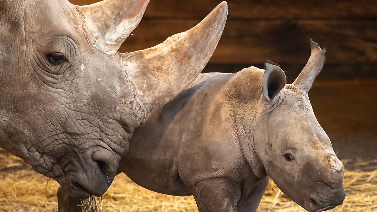 Nashornkuh Marcita mit ihrem Bullenkalb Tayo im Erfurter Zoo - beide starben kurze Zeit nach der Aufnahme. 