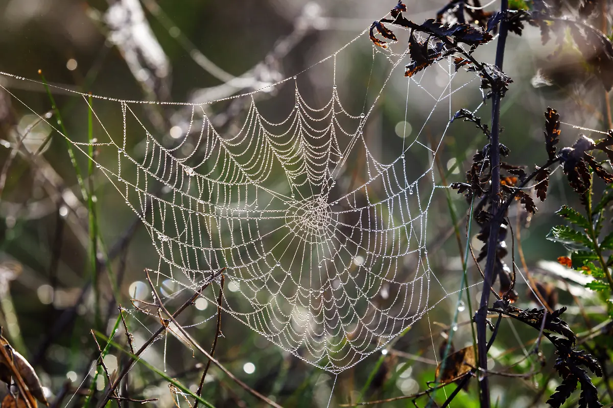 e9d432a309ed89087f3ef2c1187e5d82