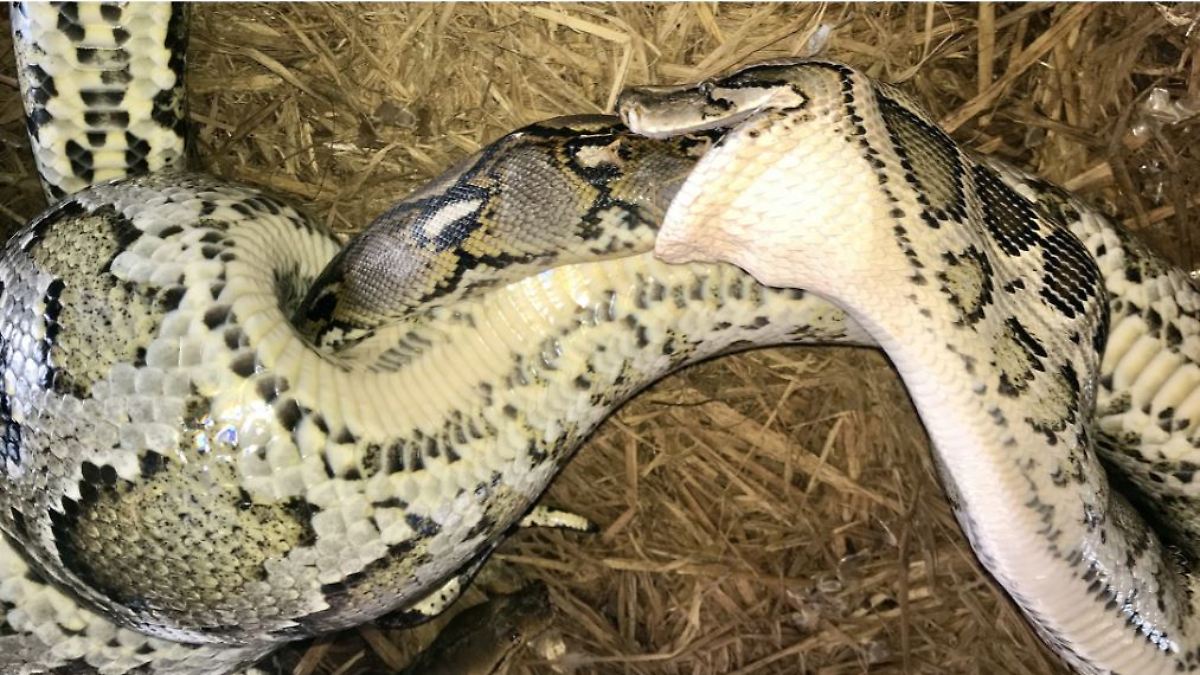 Möglicherweise Revierkampf: Tigerpython frisst noch größeren Netzpython ...