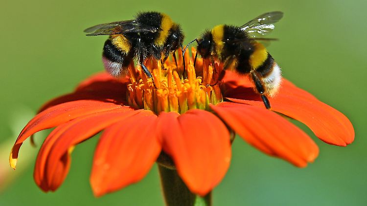 Hummeln sind laut WWF anfällig für Überhitzung. Auch in relativ kühlen Regionen wie in Deutschland seien Hummeln seltener geworden. 