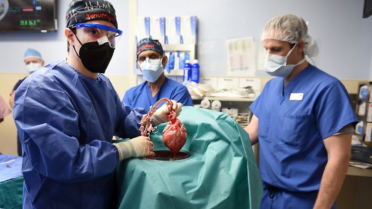 Ärzte veränderten das Schweineherz zunächst genetisch und transplantierten es dann Bennett. 