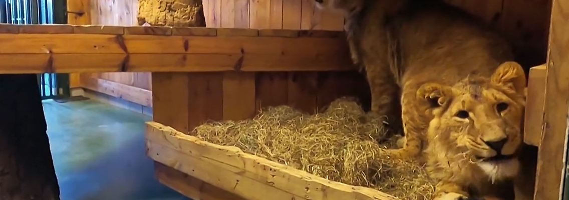 Tierschützer retten Kiewer Löwen vor russischer Armee.jpg