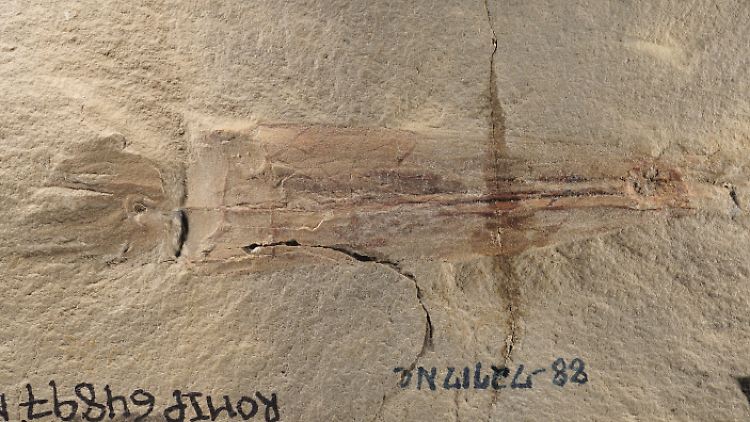 Bei dem Fossil handelt es sich laut Forschern um eine bisher unbekannte Art: Sie sei die älteste einer Gruppe von Tieren, die Oktopusse und Vampirtintenfische einschließe.