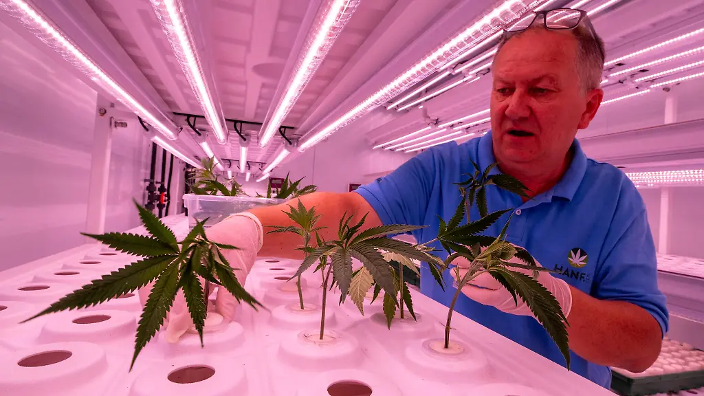 6000-Setzlinge-koennen-im-Container-gleichzeitig-wachsen