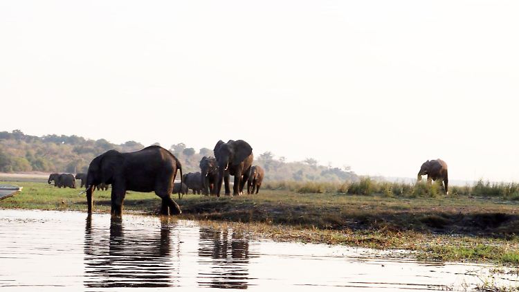 Die Tierschutzorganisation Pro Wildlife kritisiert, dass Namibias Regierung die Ausfuhr von 22 zuvor frei lebenden Elefanten an einen Safaripark in der Nähe von Dubai genehmigt hat.